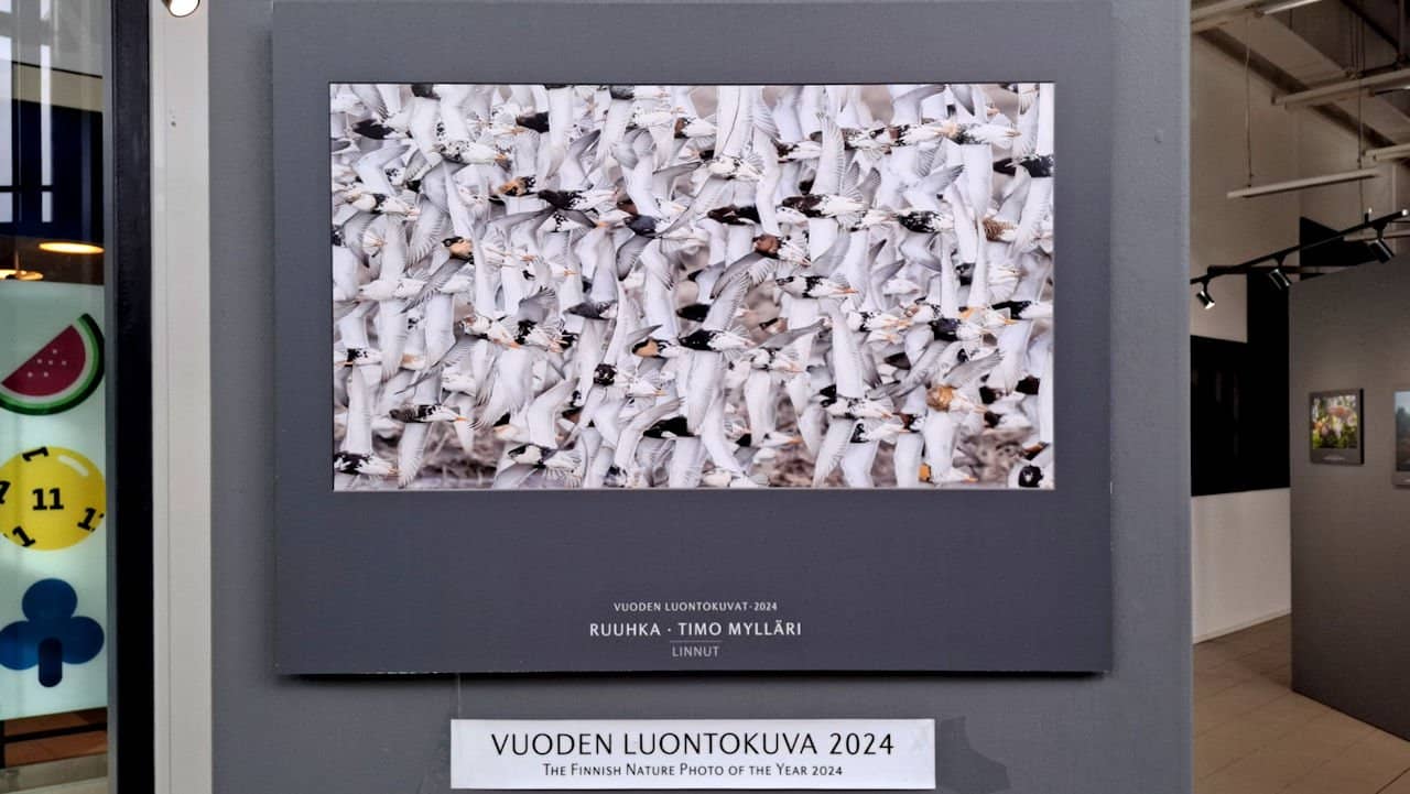 Tutustu Vuoden Luontokuviin Kaaressa