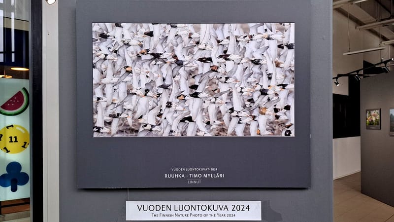 Tutustu Vuoden Luontokuviin Kaaressa